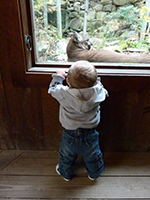 Young visitor with mountain lion